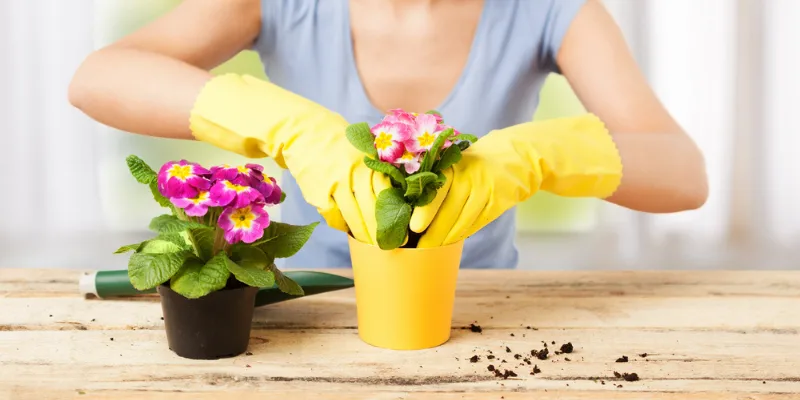 how to care flowers bouquet easily at your home
