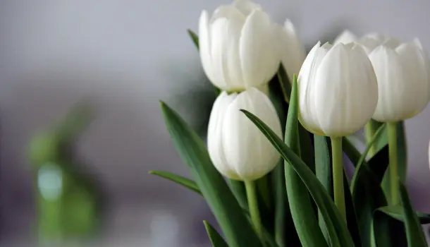 tulips flower care tips and tricks